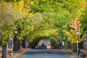Hahndorf-Autumn