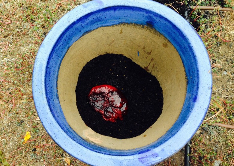 placenta 2